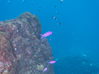 Fototapeta premium 素晴らしいサンゴ礁の美しいハナゴイ（ハタ科）の群れ他。 英名学名：Purple queen, Amethyst anthias (Pseudanthias pascalus) 東京都伊豆諸島式根島-2024 