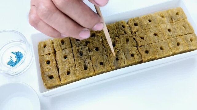 The process of sowing vegetables from seeds on rockwool seeding media for planting using a hydroponic system.