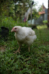 white chicken in the grass