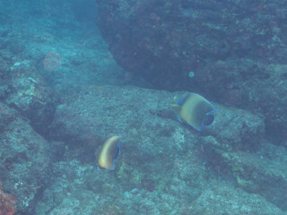 Fototapeta premium 美しく大きなサザナミヤッコ（キンチャクダイ科）他。 英名学名：Zebra angelfish (Pomacanthus semicirculatus) 東京都伊豆諸島式根島-2024 