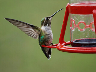 Obraz premium hummingbird out of cage