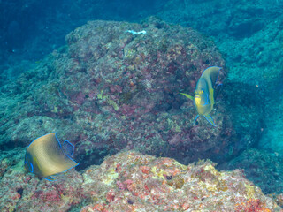 Fototapeta premium 美しく大きなサザナミヤッコ（キンチャクダイ科）他。 英名学名：Zebra angelfish (Pomacanthus semicirculatus) 東京都伊豆諸島式根島-2024 