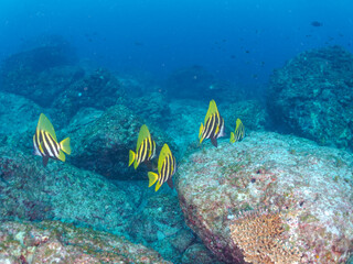 美しく大きなテングダイ（カワビシャ科）他の群れ。
英名学名：Banded boarhead (Striped boarfish) 
東京都伊豆諸島式根島-2024

