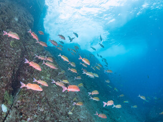 美しいアカヒメジ、ホウライヒメジ（ヒメジ科）他の群れ。
英名学名：Yellowfin goatfish (Mulloidichthys vanicolensis)
Whitesaddle goatfish, Parupeneus ciliatus
東京都伊豆諸島式根島-2024
