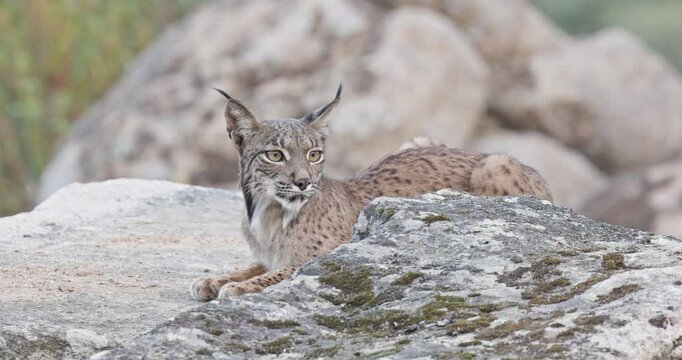 Iberian lynx (Lynx pardinus) in a Mediterranean landscape in the Sierra de And&uacute;jar, Andaluc&iacute;a, Spanish.