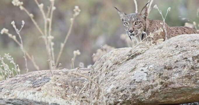 Iberian lynx (Lynx pardinus) in a Mediterranean landscape in the Sierra de And&uacute;jar, Andaluc&iacute;a, Spanish.
