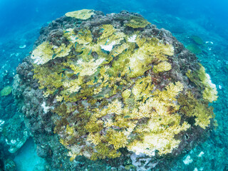 岩場に集まる、美しいソラスズメダイ（スズメダイ科）他の群れ。
英名学名：Heavenly Damselfish (Pomacentrus coelestis)
東京都伊豆諸島式根島-2024
