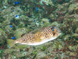 美しいハリセンボン（ハリセンボン科）。
英名学名：Balloon Porcupinefish (Diodontidae)

東京都伊豆諸島式根島-2024
