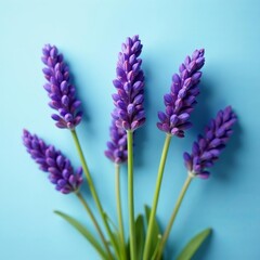 Obraz premium Close-up of beautiful purple lavender flowers on soft blue backdrop, close-up, purple, soft