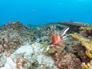 美しく大きなハナミノカサゴ（ミノカサゴ亜科）他。
英名学名：Red Lionfish (Pterois volitans)
岩場に集まる、美しいソラスズメダイ（スズメダイ科）他の群れ。
英名学名：Heavenly Damselfish (Pomacentrus coelestis)
東京都伊豆諸島式根島-2024
