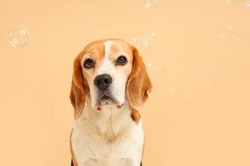 Funny Beagle dog and soap bubbles on beige background
