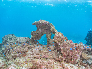 岩場に集まる、美しいソラスズメダイ（スズメダイ科）他の群れ。
英名学名：Heavenly Damselfish (Pomacentrus coelestis)
東京都伊豆諸島式根島-2024
