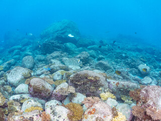 美しいウスエダミドリイシ（ミドリイシ科）の群生と熱帯魚の群れ。
本来はもっと南方に生息する種だが、高水温化のため、この年に初めて確認された。
英名学名：Coral, Alveopora japonica Eguchi
東京都伊豆諸島式根島-2024
