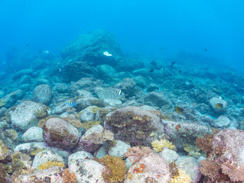 美しいウスエダミドリイシ（ミドリイシ科）の群生と熱帯魚の群れ。
本来はもっと南方に生息する種だが、高水温化のため、この年に初めて確認された。
英名学名：Coral, Alveopora japonica Eguchi
東京都伊豆諸島式根島-2024
