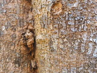 tree bark texture