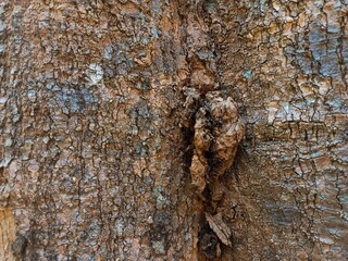 bark of a tree