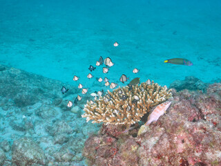 サンゴの白化現象
テーブルサンゴのフタスジリュウキュウスズメダイ、ミツボシクロスズメダイ、アカハタ他
英名学名：Chevron Butterflyfish,Chaetodon trifascialis
Threespot dascyllus,Dascyllus trimaculatus
Blacktip Grouper, Epinephelus fasciatus
式根島2024