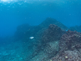 Fototapeta premium キビナゴの大群を襲う迫力ある美しいナンヨウカイワリ（アジ科）の群れ。 英名学名：Island trevally (Ferdauia orthogrammus) Silver-Stripe Round Herrings (Spratelloides gracilis) 東京都伊豆諸島式根島-2024 