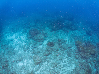 ゆったり泳ぐ美しく大きなアオウミガメ（ウミガメ科）。
英名学名：green sea turtle (Chelonia mydas)
東京都伊豆諸島式根島-2024
