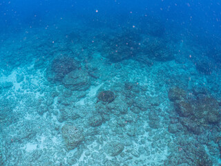 ゆったり泳ぐ美しく大きなアオウミガメ（ウミガメ科）。
英名学名：green sea turtle (Chelonia mydas)
東京都伊豆諸島式根島-2024
