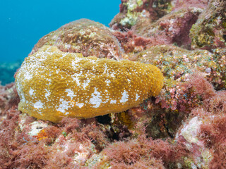 大きく美しいジャノメナマコ（クロナマコ科）。
英名学名：Leopard sea cucumber, Bohadschia argus
東京都伊豆諸島式根島-2024
