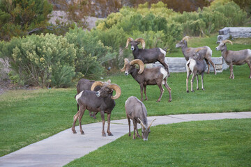 Bighorn sheep herd grazing in the grass
