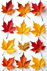 Fototapeta premium Collection of various fall leaves on a white background, foliage, seasonal, vibrant