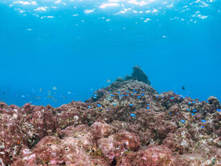 岩場に集まる、美しいソラスズメダイ（スズメダイ科）他の群れ。
英名学名：Heavenly Damselfish (Pomacentrus coelestis)
東京都伊豆諸島式根島-2024
