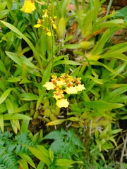 Oncidium flexuosum or Oncidium Varicasum or Dancing lady Orchid. One of the orchid varieties that was first discovered in Brazil