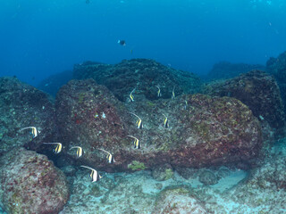 美しいツノダシ（ツノダシ科）の群れ他。
英名学名：Moorish Idol (Zanclus cornutus)
東京都伊豆諸島式根島-2024
