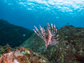 美しく大きなハナミノカサゴ（ミノカサゴ亜科）他。
英名学名：Red Lionfish (Pterois volitans)
岩場に集まる、美しいソラスズメダイ（スズメダイ科）他の群れ。
英名学名：Heavenly Damselfish (Pomacentrus coelestis)
東京都伊豆諸島式根島-2024
