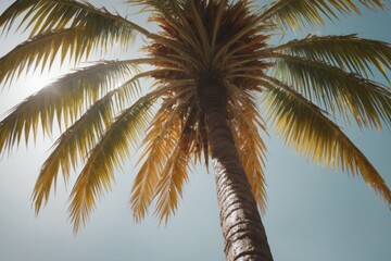 Coconut palm trees against a blue sky
