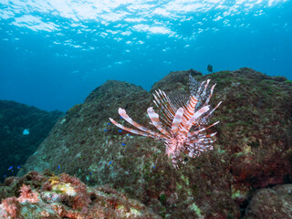 美しく大きなハナミノカサゴ（ミノカサゴ亜科）他。
英名学名：Red Lionfish (Pterois volitans)
岩場に集まる、美しいソラスズメダイ（スズメダイ科）他の群れ。
英名学名：Heavenly Damselfish (Pomacentrus coelestis)
東京都伊豆諸島式根島-2024
