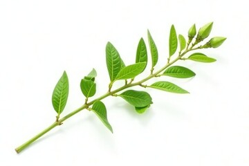 Fototapeta premium Long green stem with green leaves isolated on white background, long stem, green stem, blooming buds