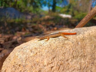 lizard on a rock
