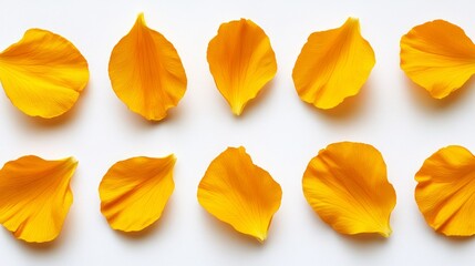 Naklejka premium Bright yellow flower petals arranged on a clean white surface