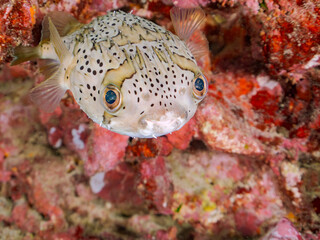 美しいハリセンボン（ハリセンボン科）他。
英名学名：Balloon Porcupinefish...