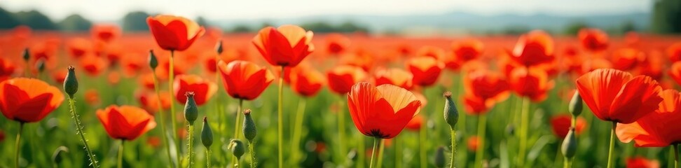 Obraz premium Red poppies spill across the ground in abundance, field, bloom