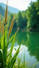 Reed fencing against a serene lake background, greenery, reflection, scenery