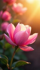Fototapeta premium Soft pink petals unfolding towards warm sunlight, blossoms,