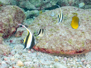 美しいツノダシ（ツノダシ科）、カガミチョウチョウウオ（チョウチョウウオ科）他
英名学名：Moorish Idol (Zanclus cornutus)
Asian butterflyfish (Chaetodon argentatus)
東京都伊豆諸島式根島-2024
