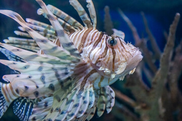 Lionfish in blue water in natural environment
