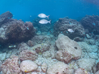 美しいツノダシ（ツノダシ科）の小群。
英名学名：Moorish Idol (Zanclus cornutus)
Brassy Chub, Kyphosus vaigiensis,
東京都伊豆諸島式根島-2024
