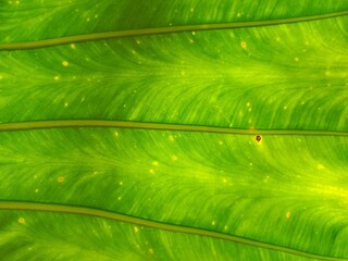 green leaf texture