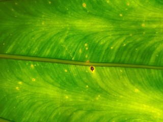 green leaf macro