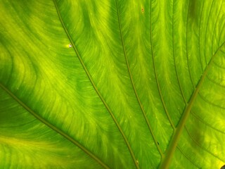 green leaf texture
