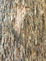 bark of a tree