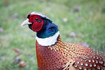 Ring Necked Pheasant Colorful Bird