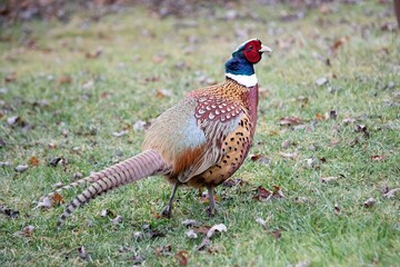 Fototapeta premium Ring Necked Pheasant Colorful Bird