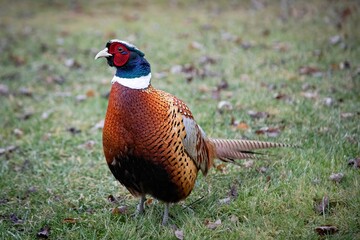 Ring Necked Pheasant Colorful Bird